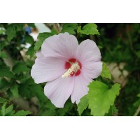 Hibiscus syriacus - Дървовидна ружа