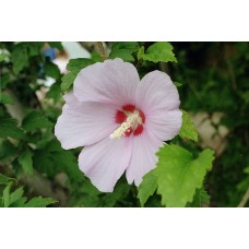 Hibiscus syriacus - Дървовидна ружа