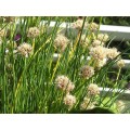 Allium schoenoprasum - Сибирски лук