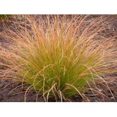 Carex testacea 'Prairie Fire'- Карекс Прериен огън