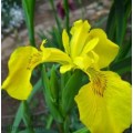 Iris pseudacorus - Блатна перуника