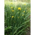 Iris pseudacorus - Блатна перуника