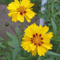 Coreopsis grandiflora - Жълтичка