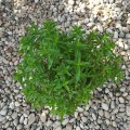 Mentha spicata ssp. viridis - Джоджен