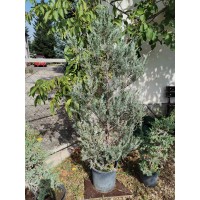 Juniperus scopulorum 'Blue Arrow' - Хвойна 'Синя стрела' 160-180cm