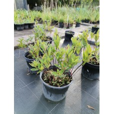 Oenothera biennis - Вечерна иглика