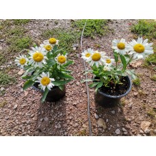 Leucanthemum superbum 'Snowcap' - Маргатитка