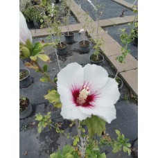 Hibiscus syriacus 'Speciosus' - Дървовидна ружа