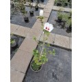 Hibiscus syriacus 'Speciosus' - Дървовидна ружа
