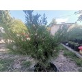 Juniperus sabina 'Hicksii' - Хвойна 'Hicksii'