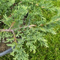 Juniperus horizontalis 'Prince of Wales' - Хвойна 'Prince of Wales'
