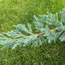 Juniperus squamata 'Meyeri' - Хвойна 'Meyeri'