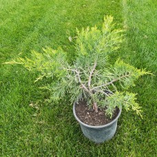 Juniperus × pfitzeriana 'Old Gold' - Хвойна 'Old Gold'