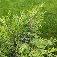 Juniperus × pfitzeriana 'Old Gold' - Хвойна 'Old Gold'