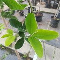 Laburnum anagyroides - Златен дъжд
