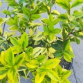 Ligustrum ovalifolium 'Aureum' - Лигуструм жълто-зелен