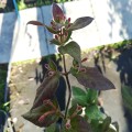 Lonicera japonica 'Purpurea' - ОРЛОВ НОКЪТ червен