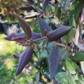 Lonicera japonica 'Purpurea' - ОРЛОВ НОКЪТ червен