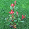 Photinia × fraseri 'Red Robin' - Фотиния