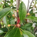 Photinia × fraseri 'Red Robin' - Фотиния