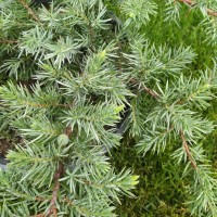 Juniperus horizontalis 'Blue Chip' - Хвойна 'Blue Chip'