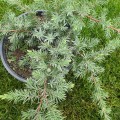 Juniperus horizontalis 'Blue Chip' - Хвойна 'Blue Chip'