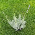 Lavandula angustifolia - Лавандула