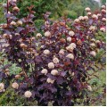 Physocarpus Opulifolius 'Diablo' - Пурпурен физокарпус