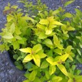 Spiraea japonica 'Golden princess'- Японска спирея