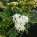 Spiraea japonica  - Японска спирея 30см