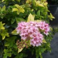 Spiraea japonica  - Японска спирея 30см