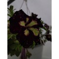 Petunia hybrida - Кошници